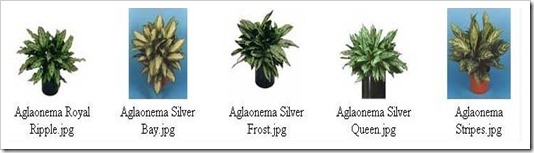 كل ما تريد معرفته عن الأجلونيما AGLAONEMA  Aglo1_thumb%5B8%5D