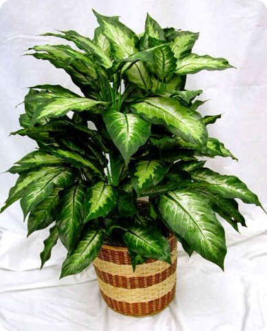 كل ما تريد معرفته عن الأجلونيما AGLAONEMA  1_thumb%5B3%5D