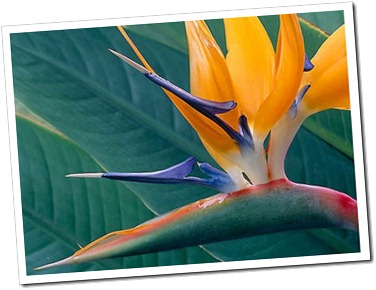  زهرة عصفور الجنة ..Strelitzia reginae 1e31ea3d1d_thumb%5B85%5D