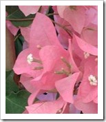  زراعة نبات الجهنمية ( المجنونة )  Bougainvillea  I%20A%27*-_thumb%5B5%5D