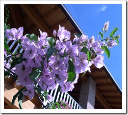 زراعة نبات الجهنمية Bougainvillea  164891_1694846061278_1541637130_1601596_5439002_n_thumb%5B2%5D