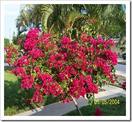 زراعة نبات الجهنمية Bougainvillea  168386_1694845461263_1541637130_1601595_3580082_n_thumb%5B3%5D