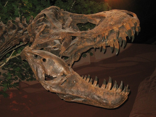 [Dinosaur Museum 044[3].jpg]