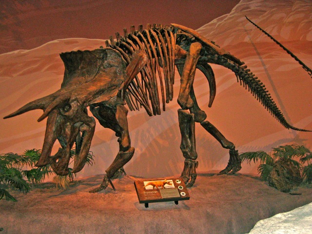 [Dinosaur Museum 046[3].jpg]