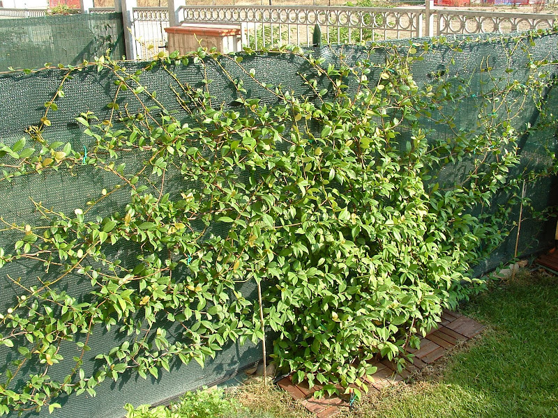 DSCF0527.JPG