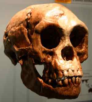 The skull of Homo floresiensis The skull of Homo floresiensis