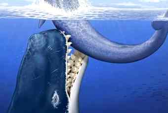 Artistic view of the giant raptorial sperm whale Leviathan melvillei attacking a medium-size baleen whale off the coast of the area now occupied by Peru. Artistic view of the giant raptorial sperm whale Leviathan melvillei attacking a medium-size baleen whale off the coast of the area now occupied by Peru.