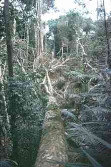 The Amazon Rainforest will soon become just a memory The Amazon Rainforest will soon become just a memory