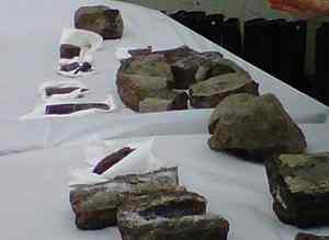 Dinosaur bones discovered in Edmonton in August are displayed for the media. Dinosaur bones discovered in Edmonton in August are displayed for the media.
