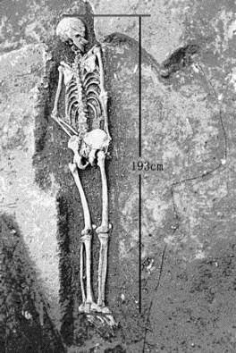 tall human skeleton