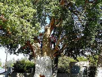 Sycamore Tree in Jericho: 