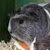 100_4185.JPG