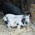DSC04068.JPG