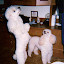 Kelly & Tessa (1996-2000)
