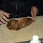 Výstava ušlachtilých morčiat - Nitra (26-27.11.2010)
