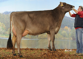 Brown Swiss brown suisse.jpg