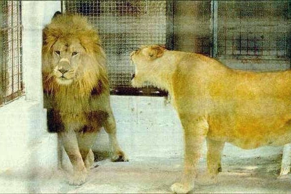 [lion_and_lioness_during_marriage92.jpg]