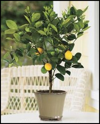 lemon meyer