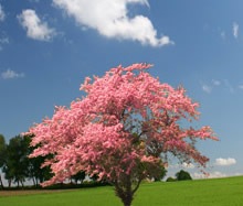 [PinkDogwoodTree220[4].jpg]