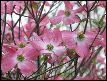 pink Dogwood-Pink-25