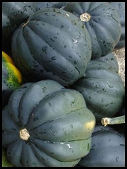 squash AcornSquash