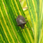 Stink bug
