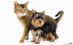 Click to view CAT + DOG + 1920x1200 Wallpaper [Cat n Dog 001 1920x1200px.jpg] in bigger size