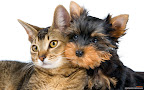 Click to view CAT + DOG + 1920x1200 Wallpaper [Cat n Dog 003 1920x1200px.jpg] in bigger size