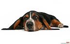 Click to view CAT + DOG + 1920x1200 Wallpaper [Cat n Dog 007 1920x1200px.jpg] in bigger size