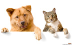 Click to view CAT + DOG + 1920x1200 Wallpaper [Cat n Dog 015 1920x1200px.jpg] in bigger size