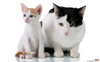 Click to view CAT + DOG + 1920x1200 Wallpaper [Cat n Dog 006 1920x1200px.jpg] in bigger size