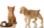 Click to view CAT + DOG + 1920x1200 Wallpaper [Cat n Dog 013 1920x1200px.jpg] in bigger size