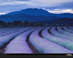 Click to view LIFE + PURPLE + SPECIAL + 1600x1200 Wallpaper [fields ludwig 1600x1200px.jpg] in bigger size