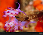 Click to view LIFE + PURPLE + SPECIAL + 1600x1200 Wallpaper [nudibranch laman 1600x1200px.jpg] in bigger size