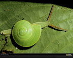 Click to view LIFE + GREEN + SPECIAL + 1600x1200 Wallpaper [snail laman 1600x1200px.jpg] in bigger size