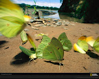 Click to view LIFE + GREEN + SPECIAL + 1600x1200 Wallpaper [butterflies sartore 1600x1200px.jpg] in bigger size