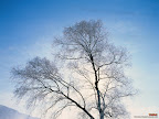 Click to view Winter + Beautiful + Nature Wallpaper [winter 10 1600x1200px.jpg] in bigger size