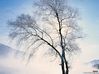 Click to view Winter + Beautiful + Nature Wallpaper [winter 11 1600x1200px.jpg] in bigger size