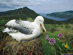 Click to view BIRDs + 1600x1200 Wallpaper [bird 06 1600x1200px.jpg] in bigger size