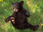 Click to view ANIMAL + 1600x1200 Wallpaper [A Playful Black Bear Cub 1600x1200px.jpg] in bigger size