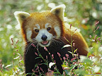 Click to view ANIMAL + 1600x1200 Wallpaper [Firefox Red Panda 1600x1200px.jpg] in bigger size