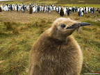 Click to view ANIMAL + 1600x1200 Wallpaper [King Penguin Chick Falkland Islands 1600x1200px.jpg] in bigger size