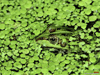 Click to view ANIMAL + 1600x1200 Wallpaper [Camouflage Frog 1600x1200px.jpg] in bigger size
