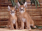 Click to view ANIMAL + 1600x1200 Wallpaper [Caracals 1600x1200px.jpg] in bigger size