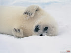 Click to view ANIMAL + 1600x1200 Wallpaper [Harp Seal Pup 1600x1200px.jpg] in bigger size