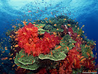 Click to view ANIMAL + 1600x1200 Wallpaper [Hard and Soft Corals South Pacific 1600x1200px.jpg] in bigger size