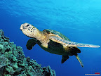 Click to view ANIMAL + 1600x1200 Wallpaper [Green Sea Turtle 1600x1200px.jpg] in bigger size