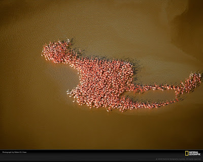 click to download free best desktop wallpaper - flamingos haas 1600x1200px