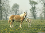 Click to view ANIMAL + 1600x1200 Wallpaper [Mare and Foal 1600x1200px.jpg] in bigger size