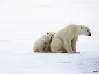 Click to view ANIMAL + 1600x1200 Wallpaper [Polar Bear Family 1600x1200px.jpg] in bigger size